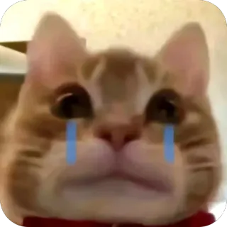 🫥 cat, sad, crying, meme, animal, pet, emotional telegram sticker