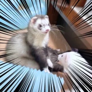 🤬 fret, dier, huisdier, schattig, harig telegram sticker