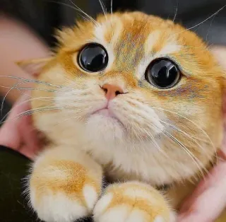 🤔 Katze, süß, Kätzchen, große Augen, orangefarbene Katze telegram sticker
