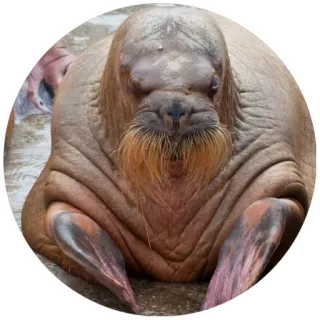 😤 mors, zwierzę, ssak morski, arktyczny, dzika przyroda telegram sticker