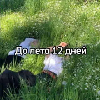 ☀️ До лета 12 дней verano, cuenta atrás, césped, naturaleza, ruso telegram sticker