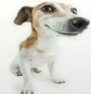 😃 chó, thú cưng, động vật, dễ thương, chó Jack Russell telegram sticker