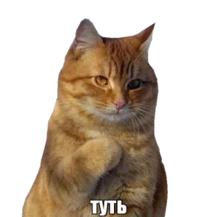 🔅 туть kat, meme, dier, grappig telegram sticker