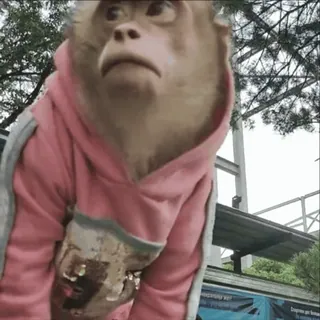 🗿 monkey, animal, hoodie, cute, wildlife, primate telegram sticker