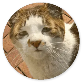 😩 chat, animal de compagnie, animal, félin, domestique telegram sticker
