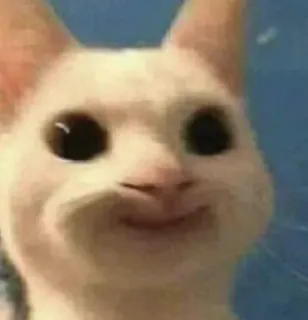 🤍 gato, animal, meme, engraçado, fofo, feliz telegram sticker