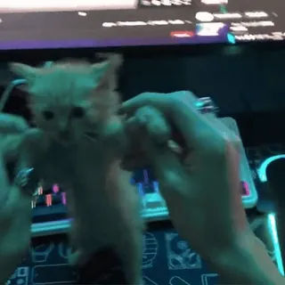 🤩 kitten, cat, cute, animal, keyboard, funny telegram sticker