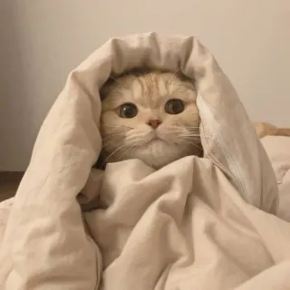 🫀 고양이, 귀여운, 담요, 애완동물, 동물 telegram sticker