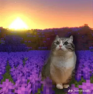 🤩 @_komaru.salt_ kucing, Minecraft, matahari terbenam, ladang lavender, hewan, meme, menyenangkan whatsapp sticker