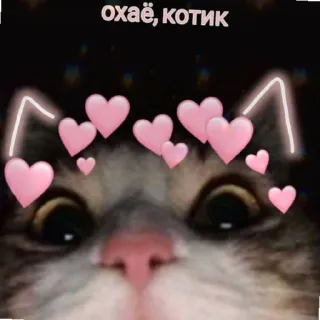 👋 охаë, котик 猫, ハート, 耳, かわいい, 動物 telegram sticker
