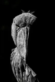 😶 pássaro, bico-de-sapato, animal, vida selvagem, natureza, monocromático telegram sticker