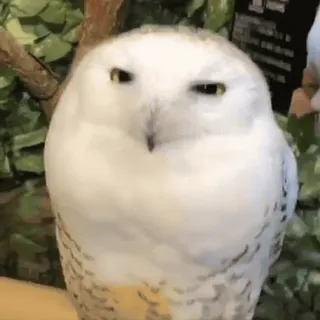 🦉 cú, chim, trắng, dễ thương, động vật telegram sticker