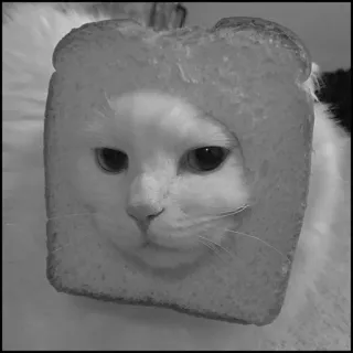 💮 gatto, pane, animale, divertente, meme, carino telegram sticker