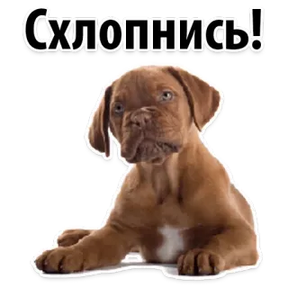 🤖 Схлопнись! dog, puppy, cute, russian, sticker, animal telegram sticker