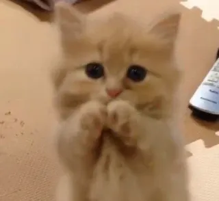 😿 кот, котенок, милый, домашнее животное, животное, очаровательный whatsapp sticker