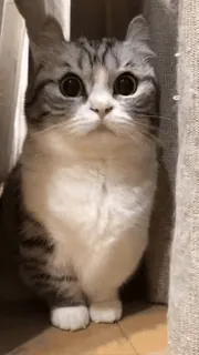 😳 猫, かわいい, 動物, ペット, 子猫, 飼い猫, ネコ科 telegram sticker