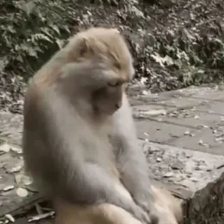 🐵 обезьяна, животное, дикая природа, природа, примат telegram sticker