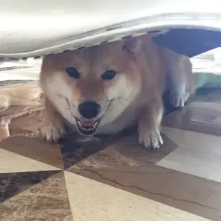 🏷 chó, shiba inu, dễ thương, động vật, thú cưng, hài hước telegram sticker