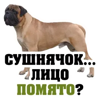🚰 СУШНЯЧОК...
ЛИЦО
ПОМЯТО? 狗, 斗牛獒, 俄罗斯, 贴纸 telegram sticker