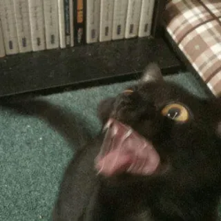 😜 gato, gato preto, animal de estimação, animal, animal doméstico, felino, mamífero whatsapp sticker