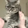 👊
