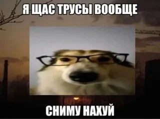 😋 Я ЩАС ТРУСЫ ВООБЩЕ СНИМУ НАХУЙ Hund, Brille, Russisch, Beleidigend, Meme telegram sticker