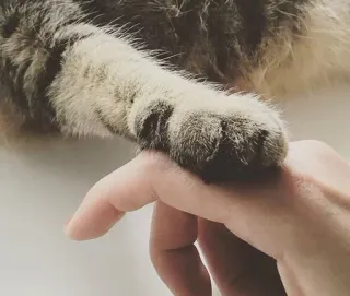 🤗 Katze, Pfote, Hand, Haustier, Tier, süß, Interaktion telegram sticker