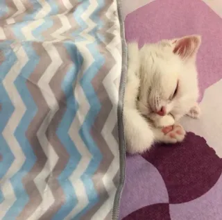 😴 anak kucing, kucing, tidur, imut, binatang, hewan peliharaan, kucing putih telegram sticker