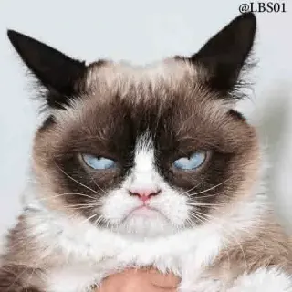Gatos Cool @elvalledelassombras telegram stickers