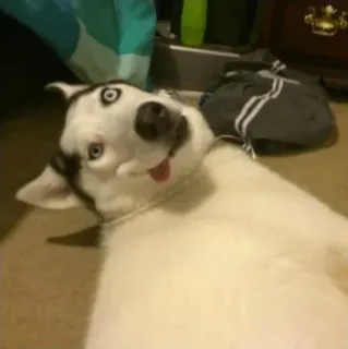 🤪 Mishka Mishka the Talking Husky telegram sticker