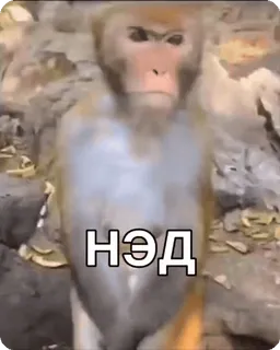 😳 НЭД monkey, ape, animal, primate telegram sticker