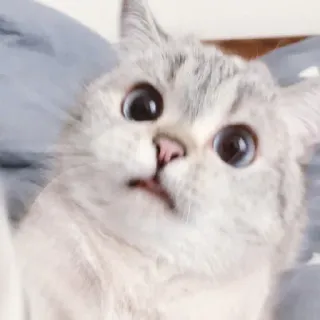 🥺 gato, gatito, lindo, animal, mascota, felino, ojos, adorable whatsapp sticker