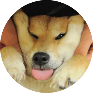 😝 개, 시바견, 동물, 귀여운, 애완동물, 혀, 웃긴 telegram sticker