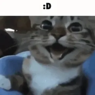 😃 :D cat, animal, cute, happy, meme, funny whatsapp sticker
