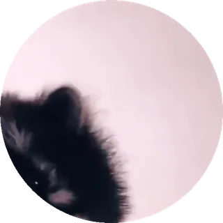 🕺 chat, animal, animal de compagnie, félin, noir, blanc, flou, rond whatsapp sticker