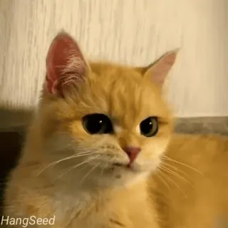 😏 HangSeed kot, kociak, słodki, pomarańczowy, zwierzę domowe, zwierzę whatsapp sticker