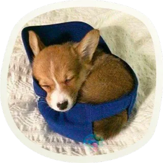 😴 корги, собака, щенок, спит, милый, домашнее животное, животное telegram sticker