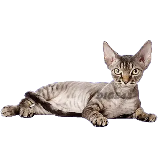 @STIKERFORALL CATSGATTIGATOS telegram stickers
