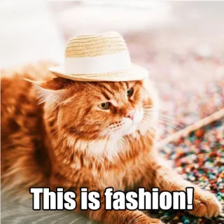 👒 This is fashion! gato, moda, sombrero, animal, lindo, mascota, estilo telegram sticker