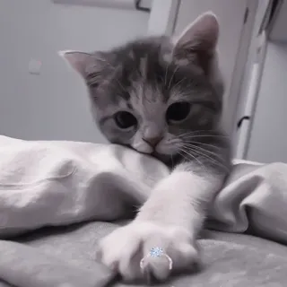 🐈 kot, kociak, pierścionek, słodki, zwierzę, zwierzę domowe telegram sticker