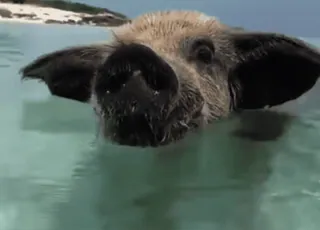 🐷 porco, animal, natação, água, praia, ilha, natureza whatsapp sticker