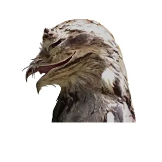 😏 đại bàng, chim, động vật săn mồi, động vật hoang dã, động vật, thiên nhiên telegram sticker