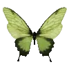 💚