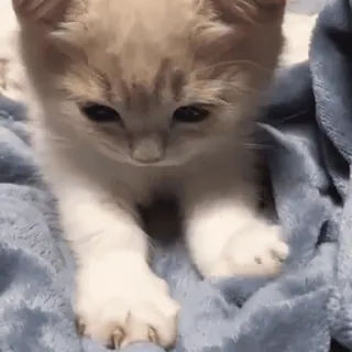 ❤️ 猫, 子猫, かわいい, 動物, ペット, 毛布 whatsapp sticker