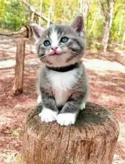 🎃 gato, gatinho, animal, fofo, animal de estimação, felino whatsapp sticker