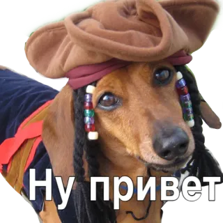 👋 Ну привет dog, pirate, hat, dachshund, hello whatsapp sticker