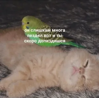 😡 он слишком многа пиздел вот и ты скоро допиздишся Katze, Vogel, Tier, Meme, Lustig, Russisch telegram sticker