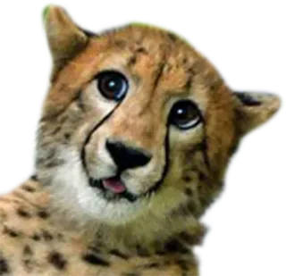 🏳️ cheetah, cub, animal, wildlife, cute, portrait, cat whatsapp sticker