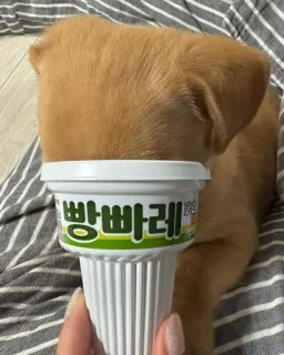 😔 빵빠레 ice cream, puppy, food, cone, dessert telegram sticker