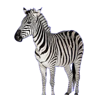 🦓 zebra, animal, wildlife, stripes, mammal telegram sticker